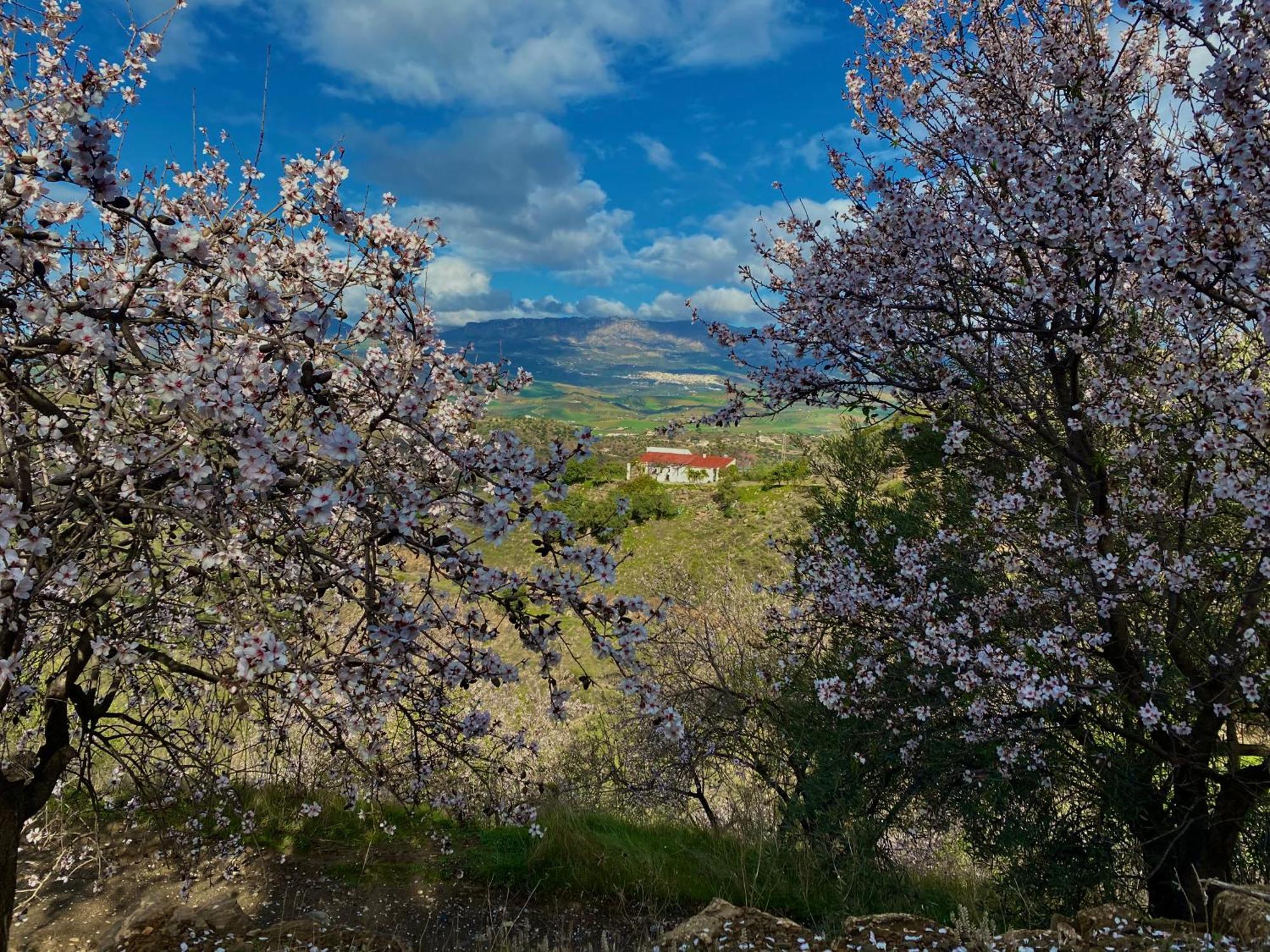 Almogía El Sueno, Cortijo Andalusi Del Siglo XIXヴィラ エクステリア 写真